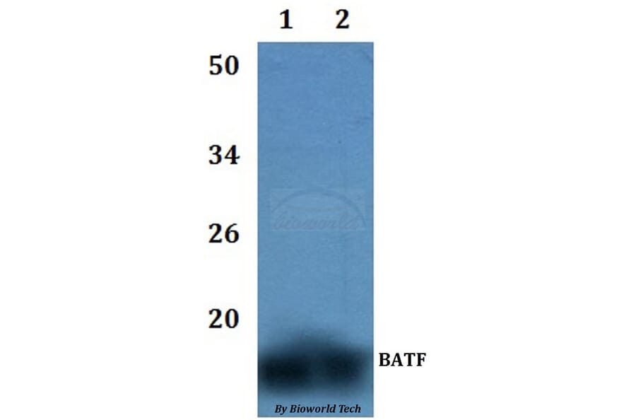 Anti-BATF Antibody from Bioworld Technology (BS61050) - Antibodies.com
