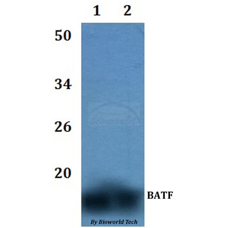 Anti-BATF Antibody from Bioworld Technology (BS61050) - Antibodies.com