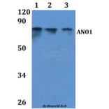 Anti-ANO1 Antibody from Bioworld Technology (BS61052) - Antibodies.com