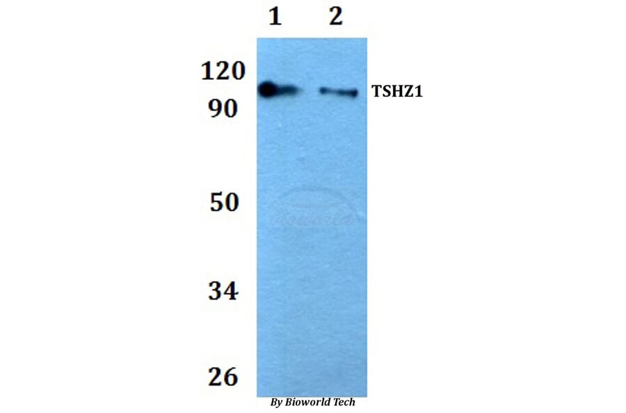 Anti-TSHZ1 Antibody from Bioworld Technology (BS61054) - Antibodies.com