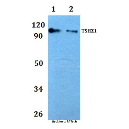 Anti-TSHZ1 Antibody from Bioworld Technology (BS61054) - Antibodies.com
