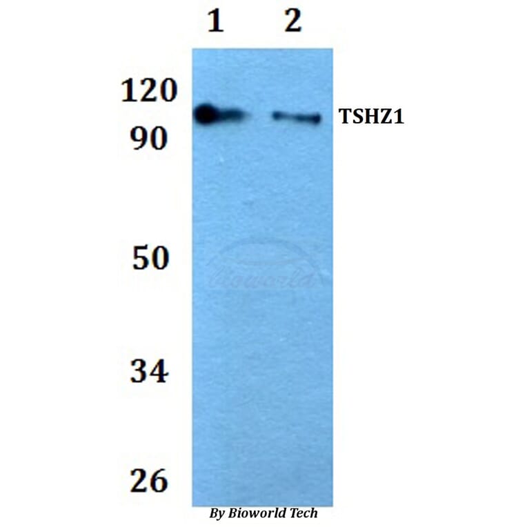Anti-TSHZ1 Antibody from Bioworld Technology (BS61054) - Antibodies.com