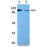 Anti-TSHZ1 Antibody from Bioworld Technology (BS61054) - Antibodies.com