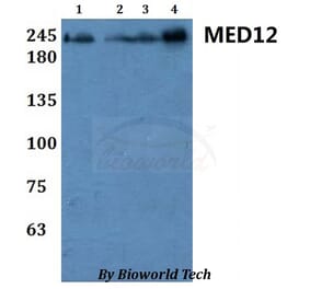 Anti-MED12 Antibody from Bioworld Technology (BS61060) - Antibodies.com