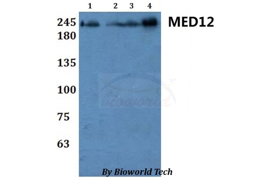 Anti-MED12 Antibody from Bioworld Technology (BS61060) - Antibodies.com