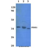 Anti-PINX1 Antibody from Bioworld Technology (BS61061) - Antibodies.com