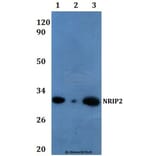 Anti-NRIP2 Antibody from Bioworld Technology (BS61066) - Antibodies.com