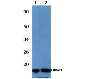 Anti-CHRAC1 Antibody from Bioworld Technology (BS61067) - Antibodies.com