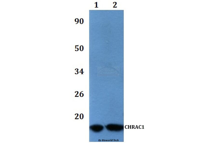 Anti-CHRAC1 Antibody from Bioworld Technology (BS61067) - Antibodies.com