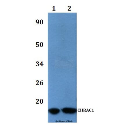 Anti-CHRAC1 Antibody from Bioworld Technology (BS61067) - Antibodies.com