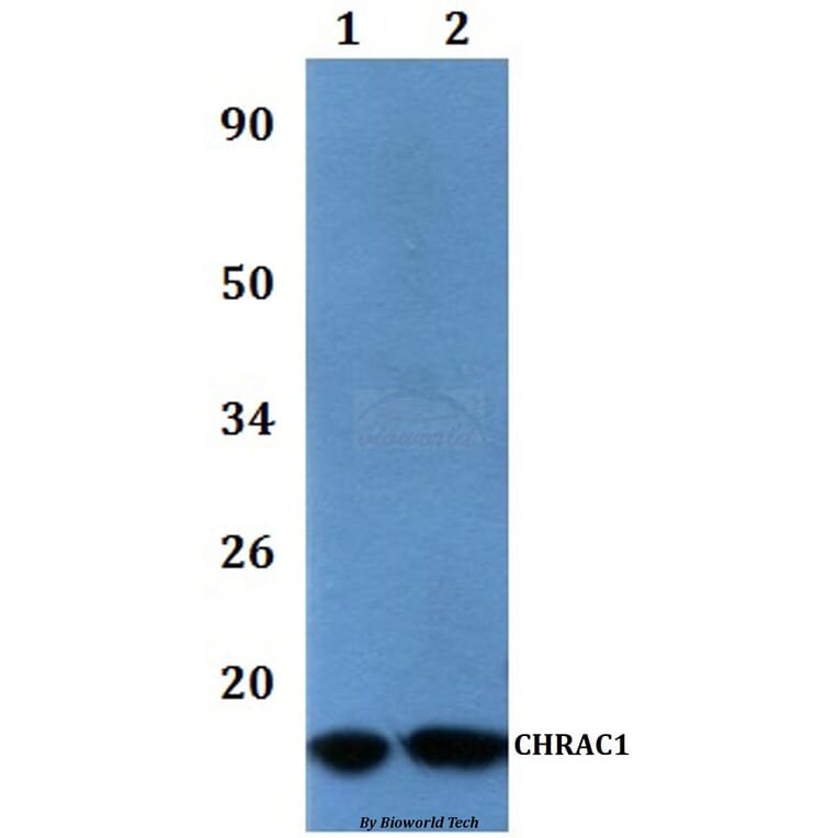 Anti-CHRAC1 Antibody from Bioworld Technology (BS61067) - Antibodies.com