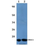 Anti-CHRAC1 Antibody from Bioworld Technology (BS61067) - Antibodies.com