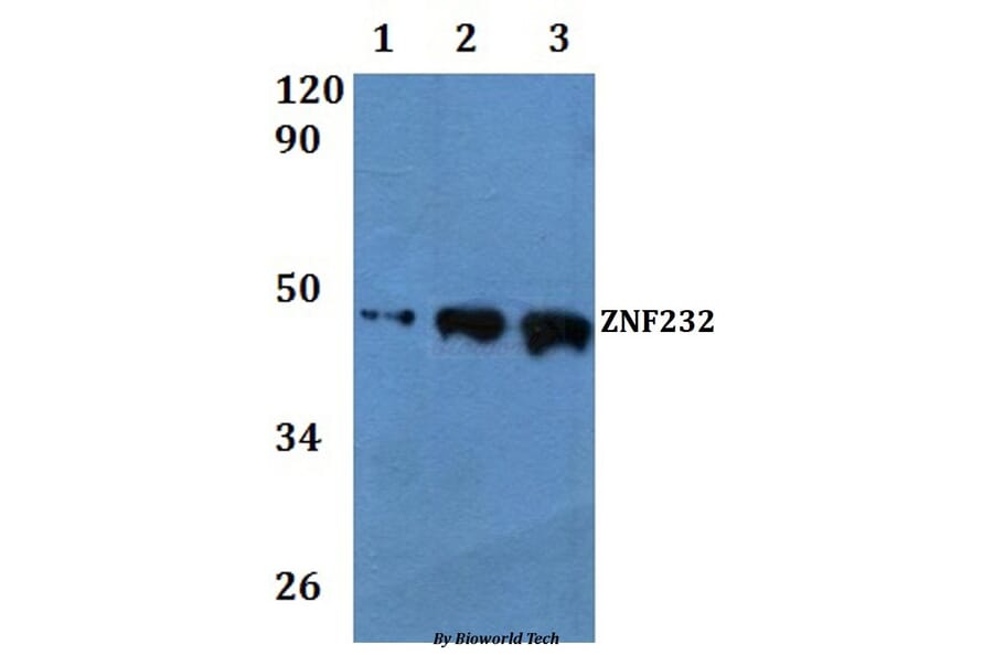 Anti-ZNF232 Antibody from Bioworld Technology (BS61072) - Antibodies.com
