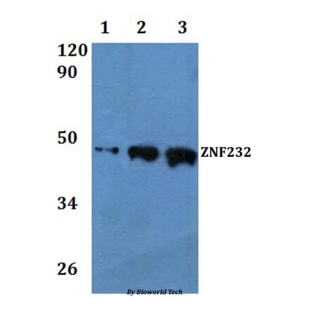 Anti-ZNF232 Antibody from Bioworld Technology (BS61072) - Antibodies.com