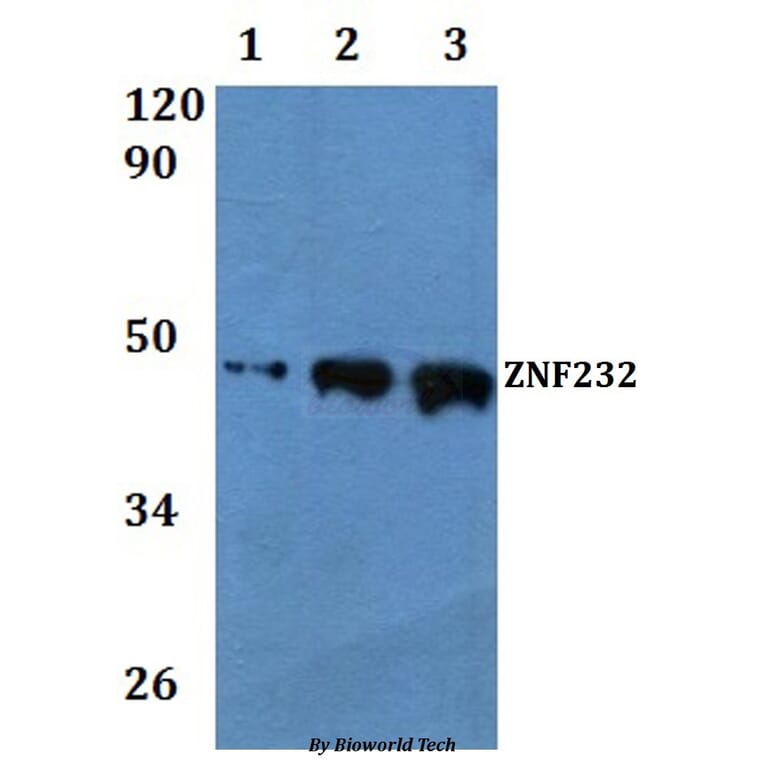 Anti-ZNF232 Antibody from Bioworld Technology (BS61072) - Antibodies.com