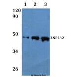Anti-ZNF232 Antibody from Bioworld Technology (BS61072) - Antibodies.com