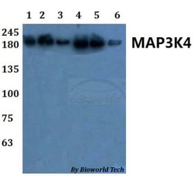 Anti-MAP3K4 Antibody from Bioworld Technology (BS61073) - Antibodies.com