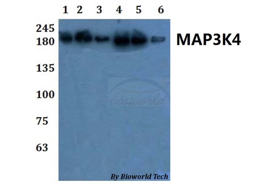 Anti-MAP3K4 Antibody from Bioworld Technology (BS61073) - Antibodies.com