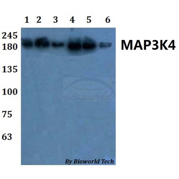 Anti-MAP3K4 Antibody from Bioworld Technology (BS61073) - Antibodies.com