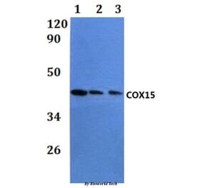 Anti-COX15 Antibody from Bioworld Technology (BS61079) - Antibodies.com