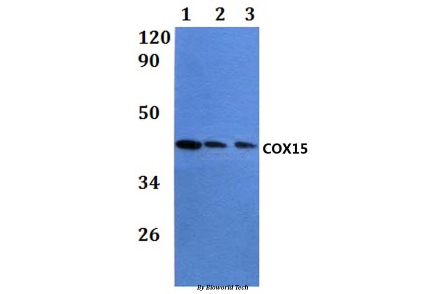Anti-COX15 Antibody from Bioworld Technology (BS61079) - Antibodies.com