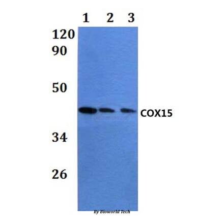 Anti-COX15 Antibody from Bioworld Technology (BS61079) - Antibodies.com