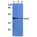 Anti-COX15 Antibody from Bioworld Technology (BS61079) - Antibodies.com