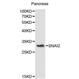 Anti-SNAI2 Antibody from Bioworld Technology (BS6108) - Antibodies.com