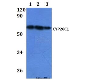 Anti-CYP26C1 Antibody from Bioworld Technology (BS61083) - Antibodies.com