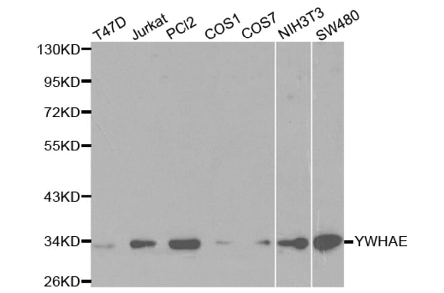 Anti-14-3-3 ε Antibody from Bioworld Technology (BS6109) - Antibodies.com