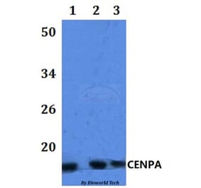 Anti-CENPA Antibody from Bioworld Technology (BS61090) - Antibodies.com