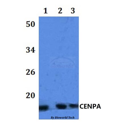 Anti-CENPA Antibody from Bioworld Technology (BS61090) - Antibodies.com