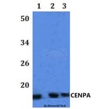 Anti-CENPA Antibody from Bioworld Technology (BS61090) - Antibodies.com