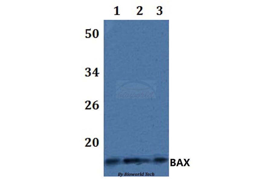 Anti-BAX Antibody from Bioworld Technology (BS61098) - Antibodies.com