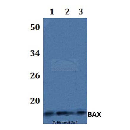 Anti-BAX Antibody from Bioworld Technology (BS61098) - Antibodies.com