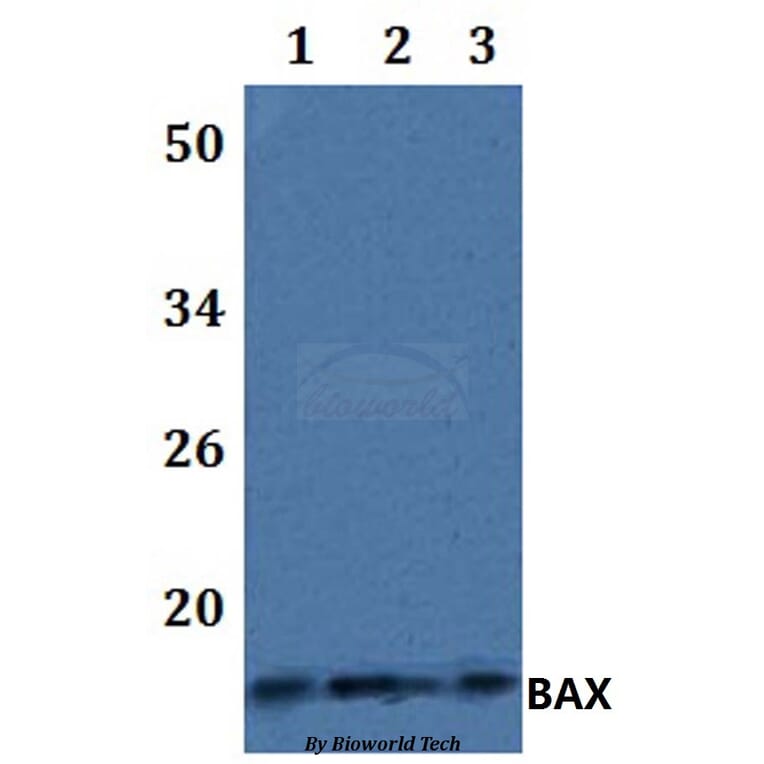 Anti-BAX Antibody from Bioworld Technology (BS61098) - Antibodies.com