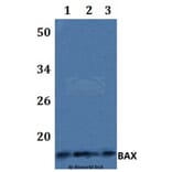 Anti-BAX Antibody from Bioworld Technology (BS61098) - Antibodies.com