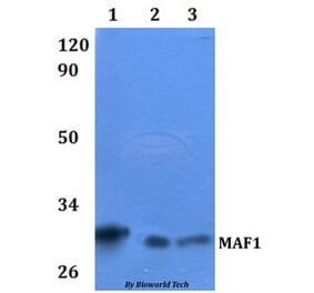 Anti-MAF1 Antibody from Bioworld Technology (BS61103) - Antibodies.com