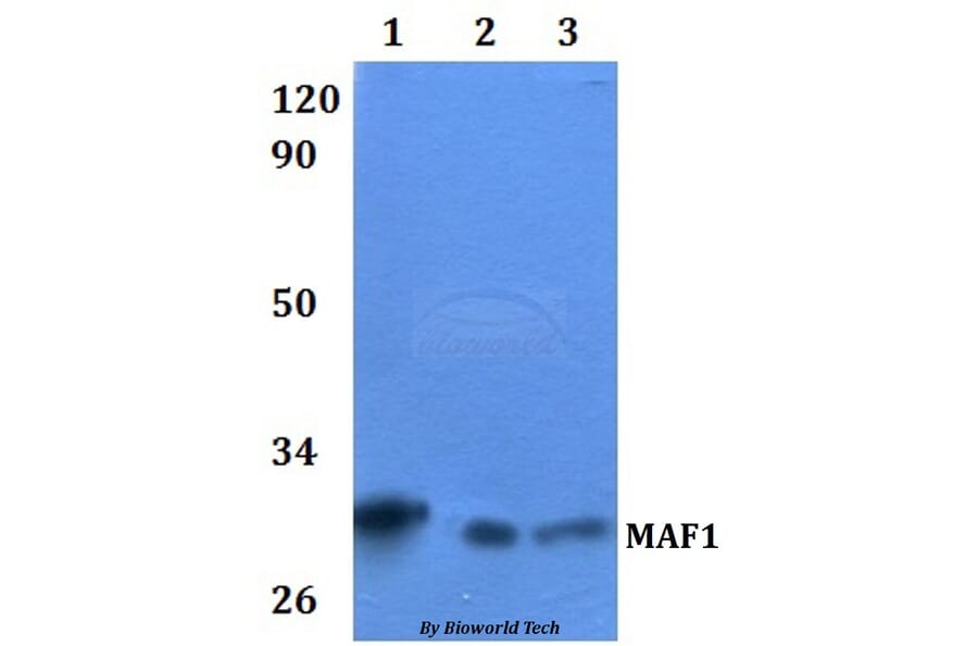 Anti-MAF1 Antibody from Bioworld Technology (BS61103) - Antibodies.com