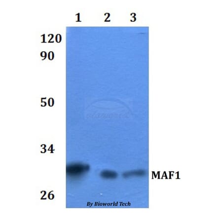 Anti-MAF1 Antibody from Bioworld Technology (BS61103) - Antibodies.com