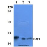 Anti-MAF1 Antibody from Bioworld Technology (BS61103) - Antibodies.com