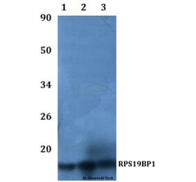 Anti-RPS19BP1 Antibody from Bioworld Technology (BS61108) - Antibodies.com