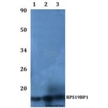 Anti-RPS19BP1 Antibody from Bioworld Technology (BS61108) - Antibodies.com