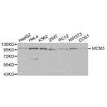 Anti-MCM3 Antibody from Bioworld Technology (BS6111) - Antibodies.com