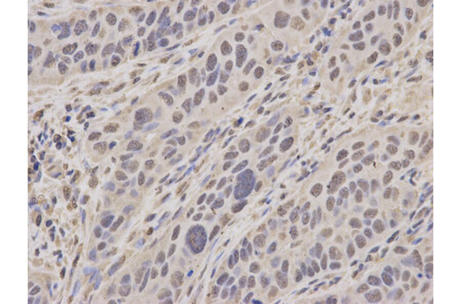 Anti-MCM3 Antibody from Bioworld Technology (BS6111) - Antibodies.com