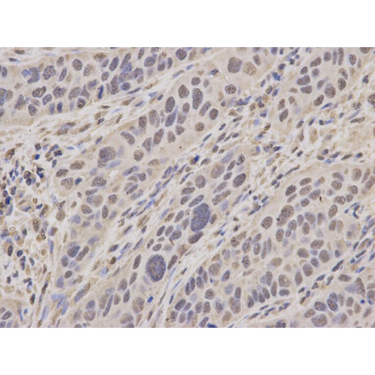 Anti-MCM3 Antibody from Bioworld Technology (BS6111) - Antibodies.com
