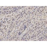 Anti-MCM3 Antibody from Bioworld Technology (BS6111) - Antibodies.com
