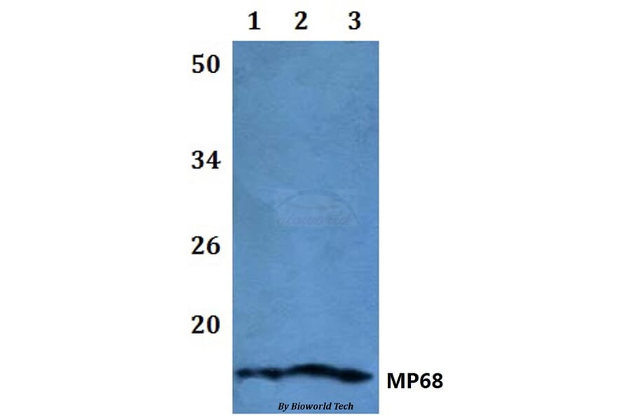 Anti-MP68 Antibody from Bioworld Technology (BS61111) - Antibodies.com
