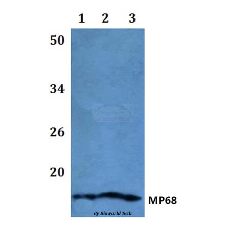 Anti-MP68 Antibody from Bioworld Technology (BS61111) - Antibodies.com