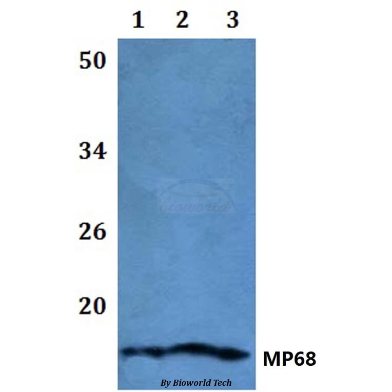 Anti-MP68 Antibody from Bioworld Technology (BS61111) - Antibodies.com